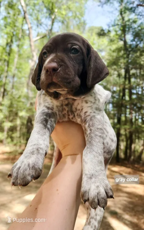 Gray Collar – German Shorthaired Pointer puppy for sale in Capron, VA
