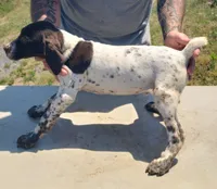 Green Collar, a male German Shorthaired Pointer for sale in Capron, VA – 3 of 5