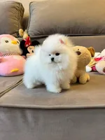 Crystal, a female Pomeranian for sale in Brooklyn, NY – 2 of 5
