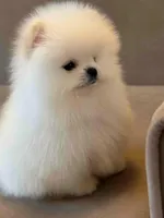 Crystal, a female Pomeranian for sale in Brooklyn, NY – 4 of 5