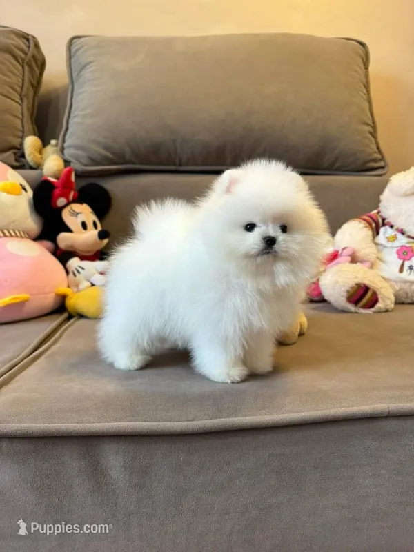 Crystal – Pomeranian puppy for sale in Brooklyn, NY