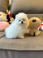 Crystal, a female Pomeranian for sale in Brooklyn, NY – 3 of 5