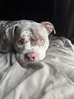 Skai, a female American Bully for sale in Cary, NC – 2 of 4
