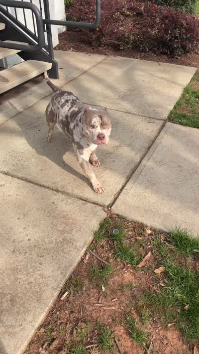 Skai, a female American Bully for sale in Cary, NC – 4 of 4