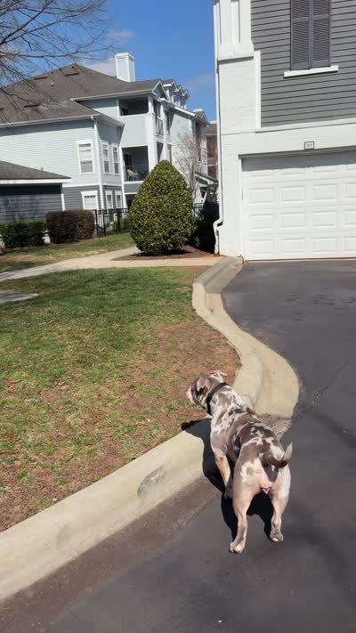 Skai, a female American Bully for sale in Cary, NC – 3 of 4