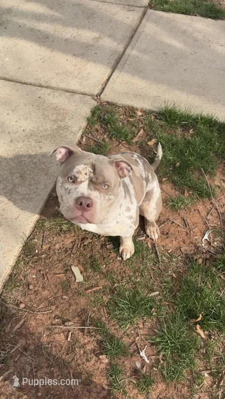 Skai – American Bully puppy for sale in Cary, NC