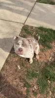 Skai, a female American Bully for sale in Cary, NC – 1 of 4