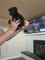 Blackie , a female Chihuahua for sale in Burlington, WA – 2 of 2