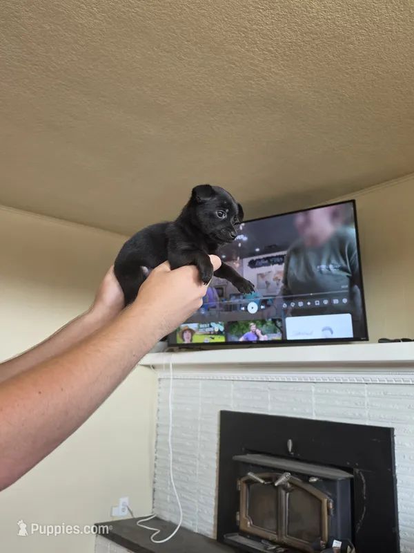 Blackie  – Chihuahua puppy for sale in Burlington, WA