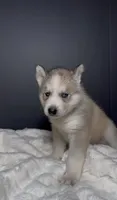 Blaze, a male Siberian Husky for sale in Memphis, TN – 2 of 3