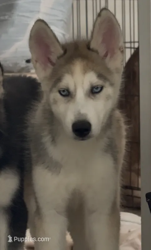 Ghost – Siberian Husky puppy for sale in La Vergne, TN