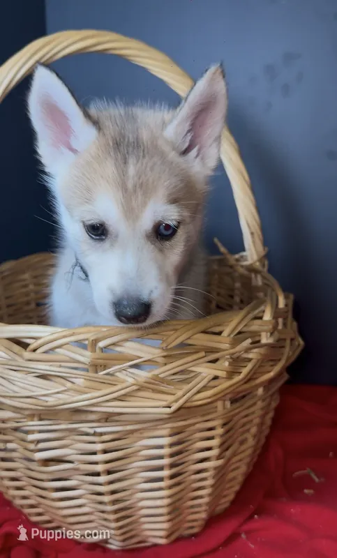 Maverick – Siberian Husky puppy for sale in Memphis, TN