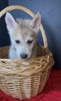 Maverick, a male Siberian Husky for sale in Memphis, TN – 1 of 3