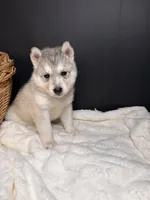 Amber, a female Siberian Husky for sale in Memphis, TN – 5 of 7
