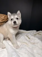 Amber, a female Siberian Husky for sale in Memphis, TN – 7 of 7