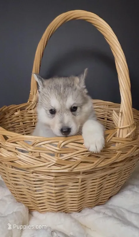 Amber – Siberian Husky puppy for sale in Memphis, TN