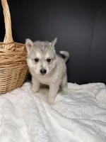 Amber, a female Siberian Husky for sale in Memphis, TN – 2 of 7