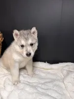 Amber, a female Siberian Husky for sale in Memphis, TN – 4 of 7