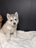 Amber, a female Siberian Husky for sale in Memphis, TN – 6 of 7