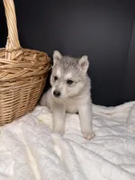Amber, a female Siberian Husky for sale in Memphis, TN – 3 of 7