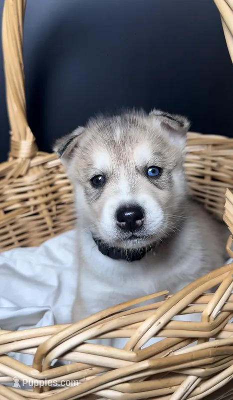 Maverick – Siberian Husky puppy for sale in Memphis, TN