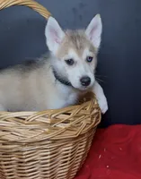 Maverick, a male Siberian Husky for sale in Memphis, TN – 2 of 3