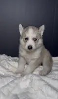 Ghost, a male Siberian Husky for sale in Memphis, TN – 2 of 3