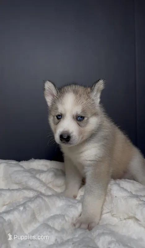 Ghost – Siberian Husky puppy for sale in Memphis, TN
