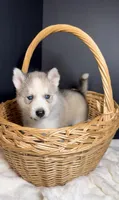 Ghost, a male Siberian Husky for sale in Memphis, TN – 3 of 3