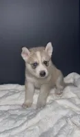 Scooby Doo, a male Siberian Husky for sale in Memphis, TN – 3 of 6
