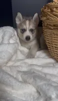 Scooby Doo, a male Siberian Husky for sale in Memphis, TN – 6 of 6