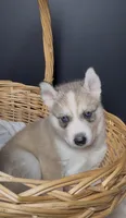 Scooby Doo, a male Siberian Husky for sale in Memphis, TN – 4 of 6