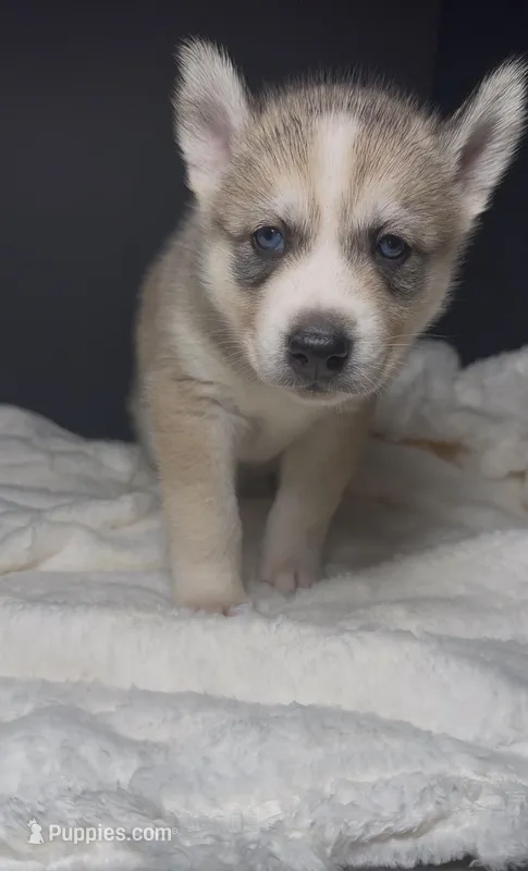 Scooby Doo – Siberian Husky puppy for sale in Memphis, TN
