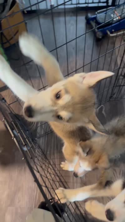 Maverick, a male Siberian Husky for sale in Memphis, TN – 3 of 3