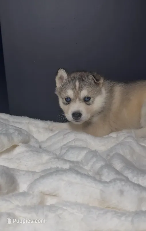 Zuri – Siberian Husky puppy for sale in Memphis, TN