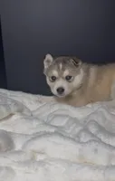 Zuri, a female Siberian Husky for sale in Memphis, TN – 1 of 5