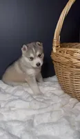 Zuri, a female Siberian Husky for sale in Memphis, TN – 4 of 5