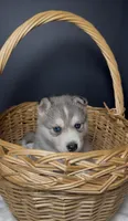 Zuri, a female Siberian Husky for sale in Memphis, TN – 5 of 5