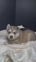Zuri, a female Siberian Husky for sale in Memphis, TN – 2 of 5
