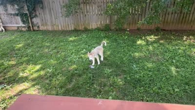 Ghost, a male Siberian Husky for sale in La Vergne, TN – 3 of 3