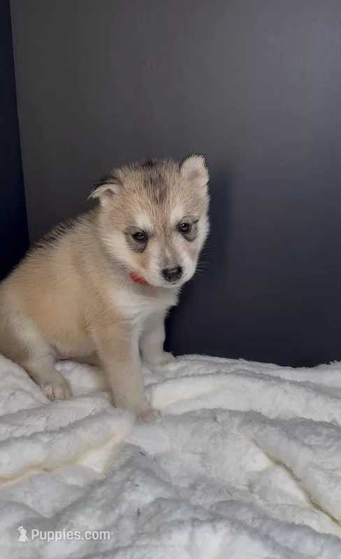 Nylah – Siberian Husky puppy for sale in Memphis, TN