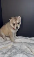 Nylah, a female Siberian Husky for sale in Memphis, TN – 1 of 7