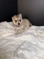Nylah, a female Siberian Husky for sale in Memphis, TN – 3 of 7