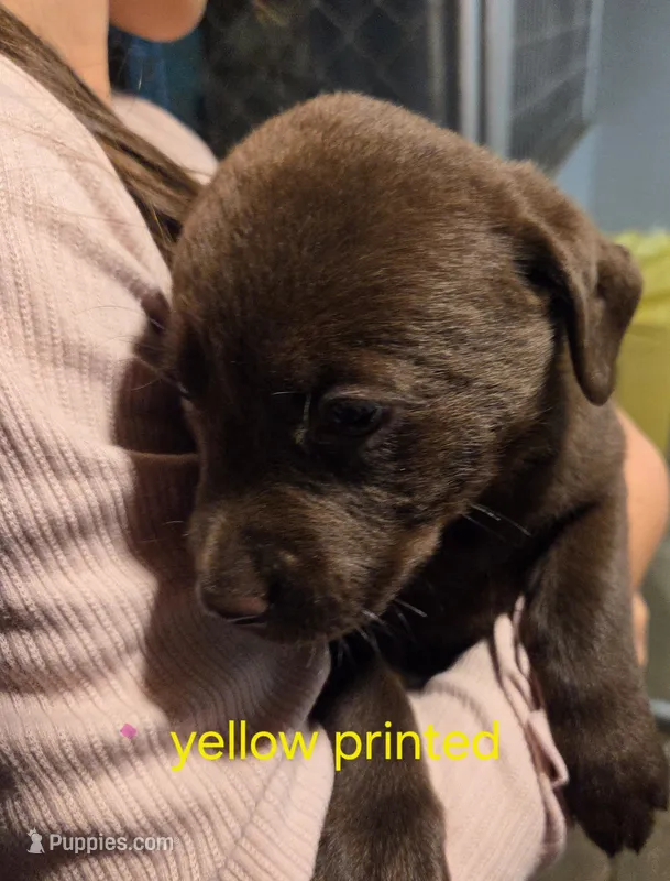 Yellow Printed – Labrador Retriever puppy for sale in Cossayuna, NY
