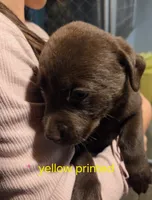 Yellow Printed, a male Labrador Retriever for sale in Cossayuna, NY – 1 of 1