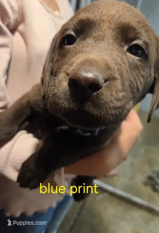 Bluej – Labrador Retriever puppy for sale in Cossayuna, NY