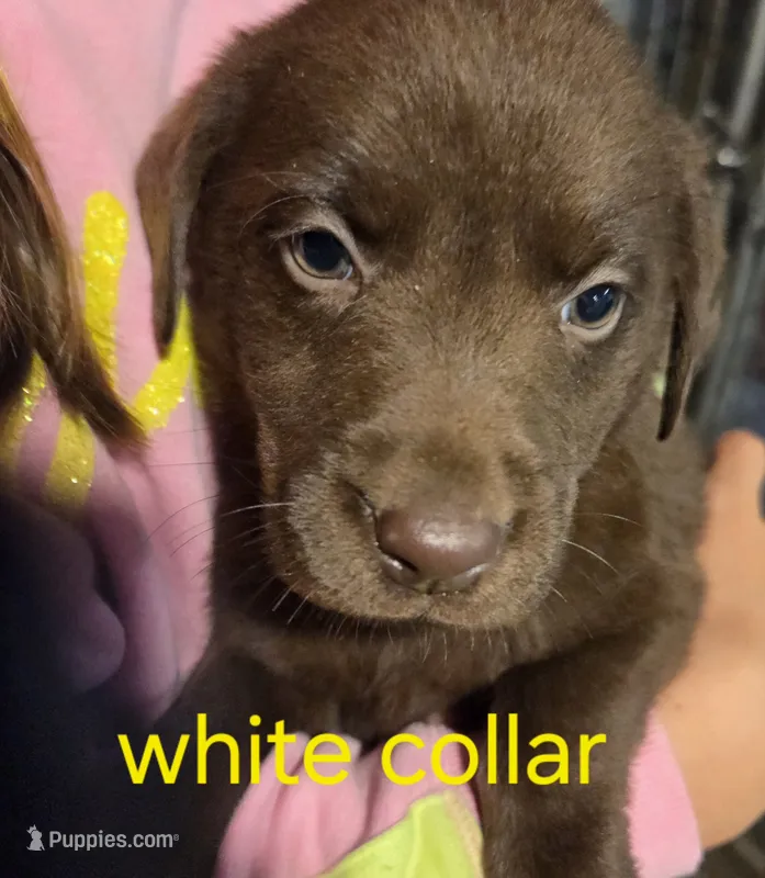 White  – Labrador Retriever puppy for sale in Cossayuna, NY