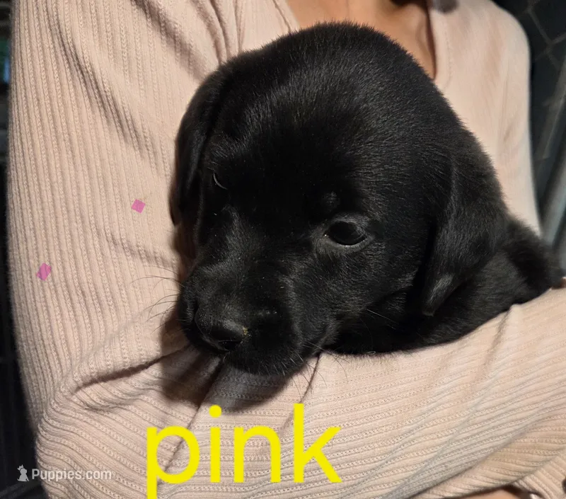 Pink – Labrador Retriever puppy for sale in Cossayuna, NY