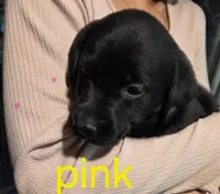 Pink, a female Labrador Retriever for sale in Cossayuna, NY – 1 of 1