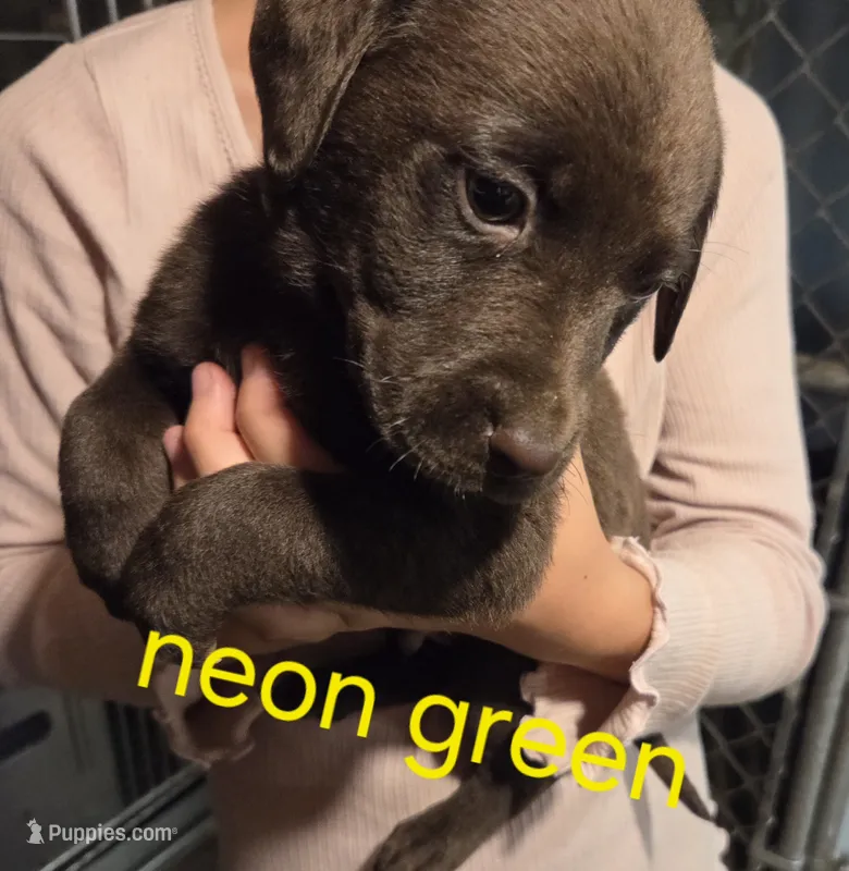 Green – Labrador Retriever puppy for sale in Cossayuna, NY